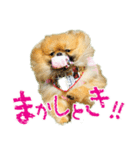 ポメラニアン蓮＆凜（個別スタンプ：13）