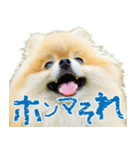 ポメラニアン蓮＆凜（個別スタンプ：14）