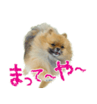 ポメラニアン蓮＆凜（個別スタンプ：16）