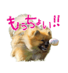 ポメラニアン蓮＆凜（個別スタンプ：18）