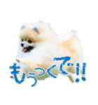 ポメラニアン蓮＆凜（個別スタンプ：19）