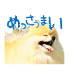 ポメラニアン蓮＆凜（個別スタンプ：22）