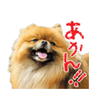 ポメラニアン蓮＆凜（個別スタンプ：23）