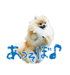 ポメラニアン蓮＆凜（個別スタンプ：25）