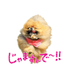 ポメラニアン蓮＆凜（個別スタンプ：28）