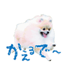 ポメラニアン蓮＆凜（個別スタンプ：29）