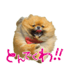 ポメラニアン蓮＆凜（個別スタンプ：30）