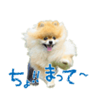 ポメラニアン蓮＆凜（個別スタンプ：31）