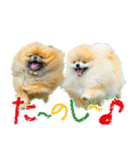 ポメラニアン蓮＆凜（個別スタンプ：32）