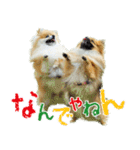 ポメラニアン蓮＆凜（個別スタンプ：33）