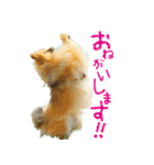 ポメラニアン蓮＆凜（個別スタンプ：34）