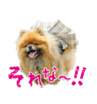 ポメラニアン蓮＆凜（個別スタンプ：37）