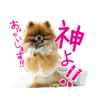 ポメラニアン蓮＆凜（個別スタンプ：38）