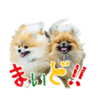 ポメラニアン蓮＆凜（個別スタンプ：39）