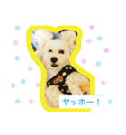 キャンディちゃんの日常生活（個別スタンプ：12）