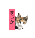 沖田チョロまつ（個別スタンプ：5）