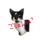 沖田チョロまつ（個別スタンプ：7）
