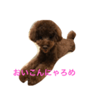 トイプードルのまるくる（個別スタンプ：2）
