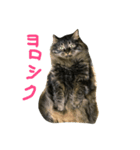 qoosama（個別スタンプ：1）