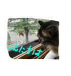 qoosama（個別スタンプ：2）