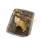 茶トラの太郎（個別スタンプ：2）