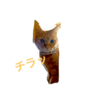 茶トラの太郎（個別スタンプ：5）