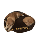 茶トラの太郎（個別スタンプ：7）