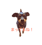 ミニピン マナ（個別スタンプ：1）