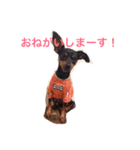 ミニピン マナ（個別スタンプ：5）