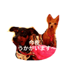 ミニピン マナ（個別スタンプ：8）