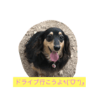 ミニチュアダックス わらびと力（個別スタンプ：1）
