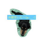 ミニチュアダックス わらびと力（個別スタンプ：2）