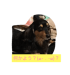 ミニチュアダックス わらびと力（個別スタンプ：3）