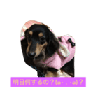 ミニチュアダックス わらびと力（個別スタンプ：4）