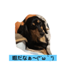 ミニチュアダックス わらびと力（個別スタンプ：5）