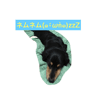 ミニチュアダックス わらびと力（個別スタンプ：6）