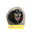 ミニチュアダックス わらびと力（個別スタンプ：8）