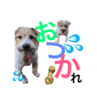 高原家ワンズスタンプ 2（個別スタンプ：1）
