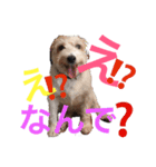 高原家ワンズスタンプ 2（個別スタンプ：2）