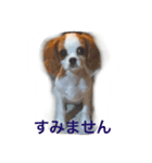 小顔のキャバリアちゃん（個別スタンプ：4）