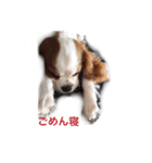 小顔のキャバリアちゃん（個別スタンプ：6）
