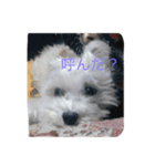 かわいいマルチーズ（個別スタンプ：1）