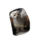 かわいいマルチーズ（個別スタンプ：5）