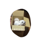 かわいいマルチーズ（個別スタンプ：6）