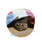 もちづきさん家のワンニャンスタンプ（個別スタンプ：3）