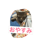 もちづきさん家のワンニャンスタンプ（個別スタンプ：13）