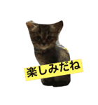 もちづきさん家のワンニャンスタンプ（個別スタンプ：19）