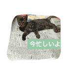 もちづきさん家のワンニャンスタンプ（個別スタンプ：21）