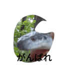 hachurui29（個別スタンプ：3）