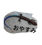 hachurui29（個別スタンプ：4）